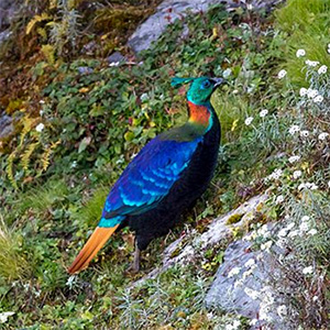 Himalayan Monal